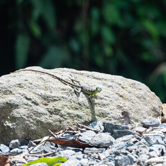 Square close-up shot of a green lizard standing on a big stone.