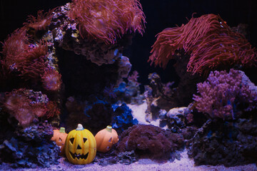 Closeup of corals and Halloween pumpkins in an aquarium in Omaha Nebraska