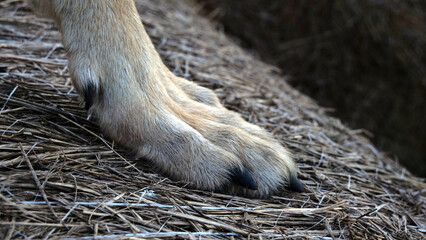 Closeup shot of a wolf paw on a dried grass surface