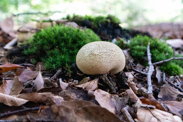 Earth ball and dry autumn leaves on the ground