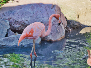 Greater flamingo by the water  Omaha's Henry Doorly Zoo and Aquarium in Omaha Nebraska © Matthew Fowler/Wirestock Creators