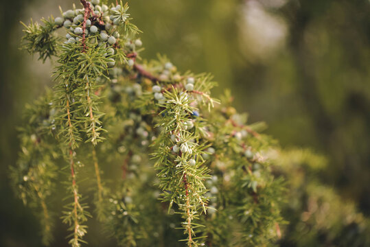 Selective focus shot of juniper bush with drops of water shining in the sun