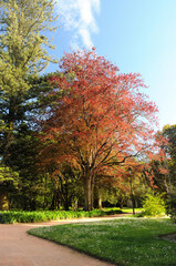 Naklejka premium Jardim publico com árvores de cores diferentes, folhas secas castanhas e relevado com flores brancas, luzes e sombras, ambiente de primavera, Leiria, Portugal