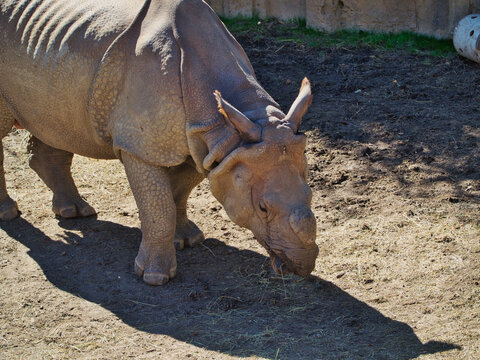 Closeup Of A Rhino Resting In Omaha's Henry Doorly Zoo And Aquarium In Omaha Nebraska