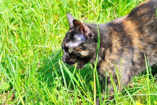 rare tortoiseshell wild cat walks free eating fresh grass