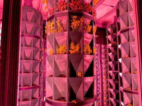 Interior Of Finland Pavilion Showing The Vertical Farming And Gardening, Artificially Grown Food, Mobility Technology In Expo 2020 Mobility District In Dubai, United Arab Emirates- December 2, 2021