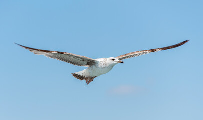 Flying seagull with blue sky background.