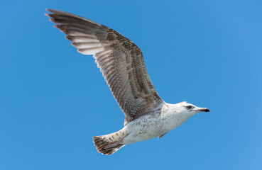 Flying seagull with blue sky background.