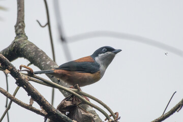 Black-headed shrike-babbler (Pteruthius rufiventer) spotted in Mishmi Hills in Arunachal Pradesh