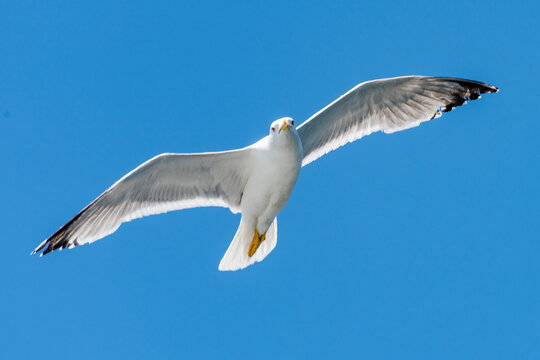 Flying seagull with blue sky background.