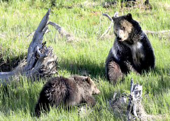 Grizzly bear and cub in the woods