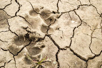 Footprints of dried dog paws on the road. Dirty road in a lowland area with cracked earth and prints of dried dog paws.
