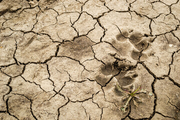 Footprints of dried dog paws on the road. Dirty road in a lowland area with cracked earth and prints of dried dog paws.