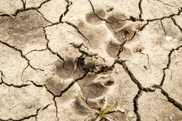 Footprints of dried dog paws on the road. Dirty road in a lowland area with cracked earth and prints of dried dog paws.