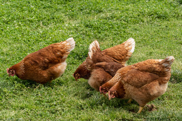 Chickens on Free Range Poultry Farm