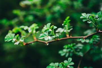 dew drops on a green leaf. fresh nature after the rain. the first spring rain