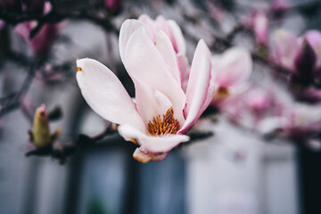 close-up of a pink magnolia flower