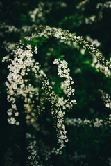 flowering bush with white flowers in the spring garden. fresh air and tranquility in the park