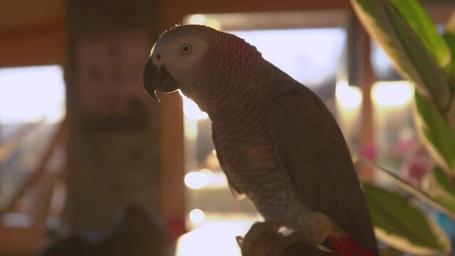 SLOW MOTION, CLOSE UP VIDEO: Portrait shot of a grey parrot surrounded with golden light. Sunlit profile view of a cute companion gray parrot. Exotic bird as domestic animal shot in flattering light.