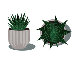 illustration of two flowers in a pot, side view, top view