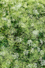 Obraz premium Flowering of daisies in the summer green meadow in park. Chamomile flowers with long white petals. Herb in flowerbed.