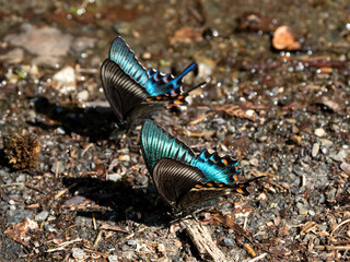 吸水するミヤマカラスアゲハ