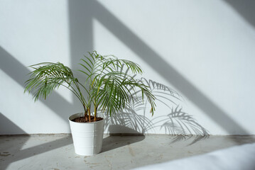 Houseplant in a pot in bright room interior 