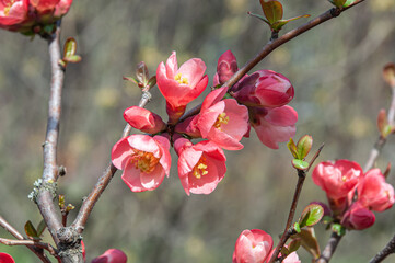red flowers of chaenomelis california during spring bloom