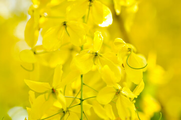 Fototapeta premium Cassia fistula ,LEGUMINOSAE CAESALPINIOIDEAE or Pudding Pine or Indian Laburnum or Golden Shower