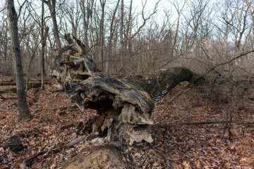 Large Fallen Tree at a Forest Preserve in Willow Springs Illinois during Autumn