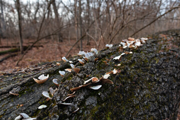 Closeup of Fungi on a Tree at a Forest Preserve in Willow Springs Illinois during Autumn