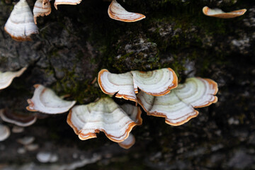 Closeup of Fungi on a Tree at a Forest Preserve in Willow Springs Illinois during Autumn