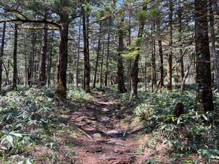 上高地 遊歩道 長野県