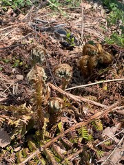 上高地 オニゼンマイ 長野県