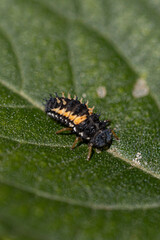 close up of a caterpillar on leaf