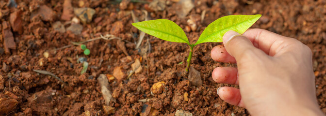 sprout, seedling, sapling, young plant growing on dirt with sunshine in nature. eco earthday concept. Hands planting seedlings and caring for small plants to grow.