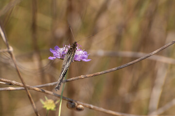 insect on a flower in spring