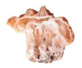 Snow false morel (Gyromitra gigas) mushroom cut in half inside longitudinal section isolated on white background