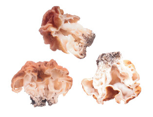 Snow false morel (Gyromitra gigas) mushroom cut in half inside longitudinal section isolated on...