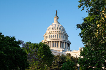 US Capitol building behind a bush in Washington, D.C., Maryland, USA - obrazy, fototapety, plakaty