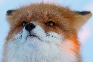 Closeup portrait of a beautiful fox looking up