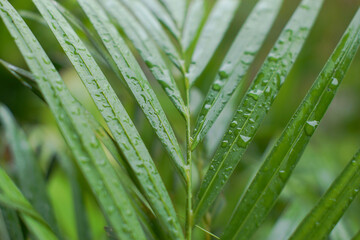Closeup shot of waterdrops on thin green leaves