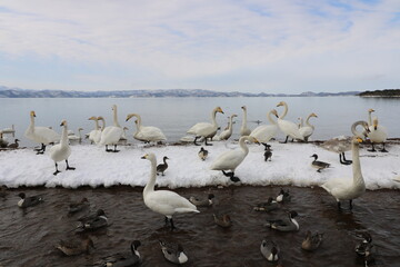 2022年3月の福島県猪苗代湖の志田浜の白鳥