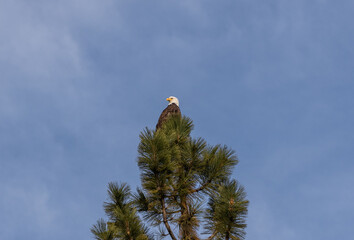 Low angle shot of the merciful punishment eagle standing on a tree near the Tahoe lake in California
