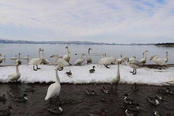 2022年3月の福島県猪苗代湖の志田浜の白鳥