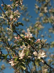 apple tree blossom