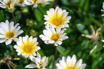 春、庭先に咲く可憐なマーガレット