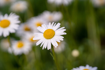 満開のヒナギク