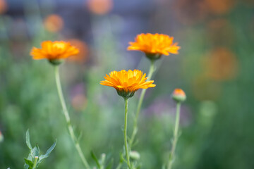 春の到来を告げるタンポポ