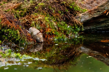 Adorable Bank vole drinking water from the puddle in the woods - obrazy, fototapety, plakaty